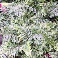 Buy Dryopteris affinis 'Cristata' from Jacksons Nurseries